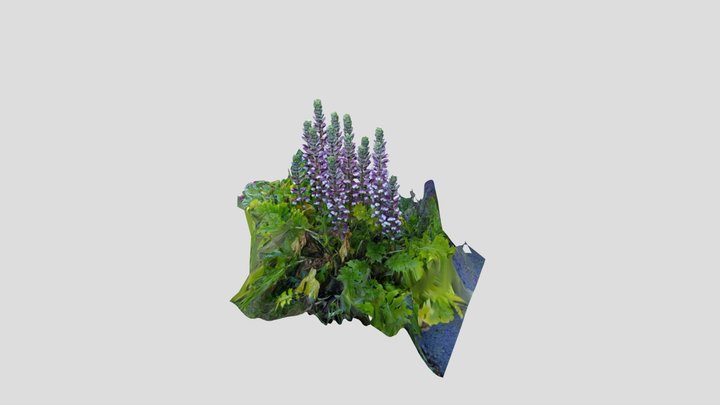 Acanthus 2 Kiri edited in Blender – Modello 3D gratuito STL