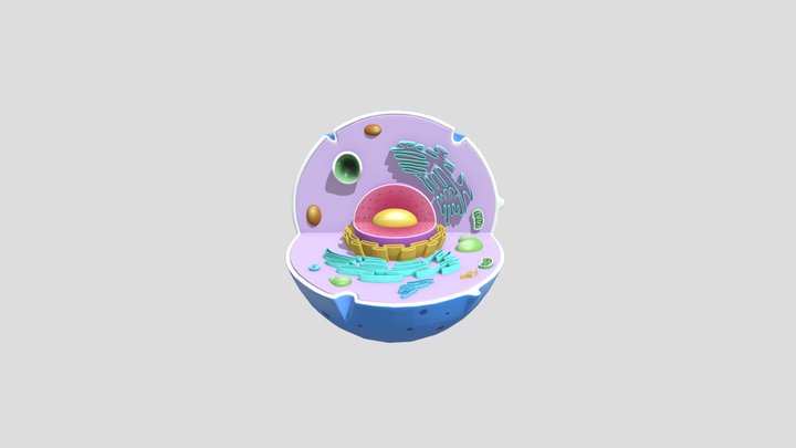 Sel Hewan 3D Model
