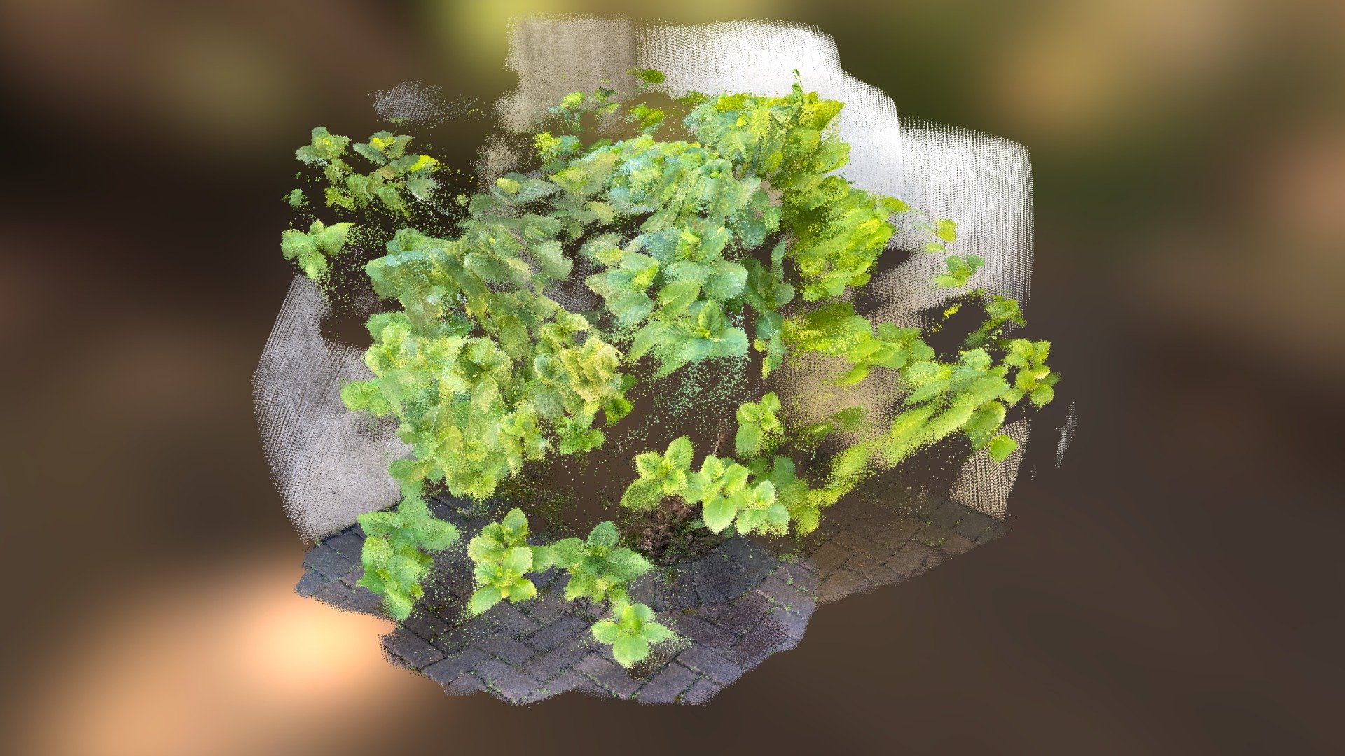 A hydrangea, before blooming