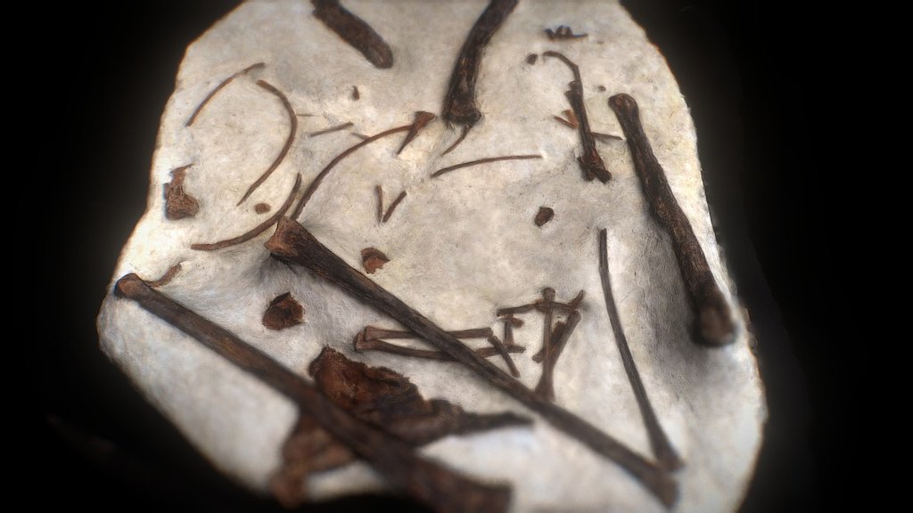 Fossil Bones Pteranodon