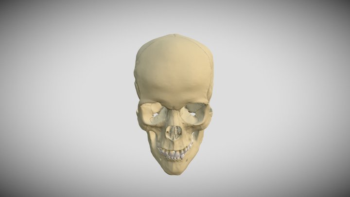 The-anatomy-of-the-human-skull 3D Model