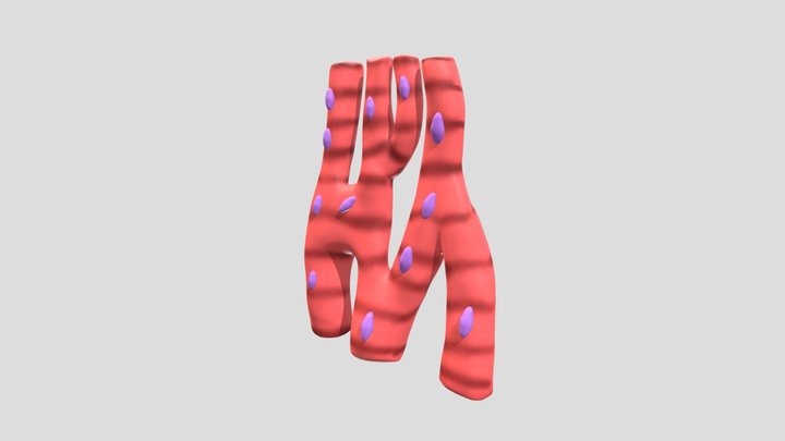 Cardiac Muscle(5) 3D Model
