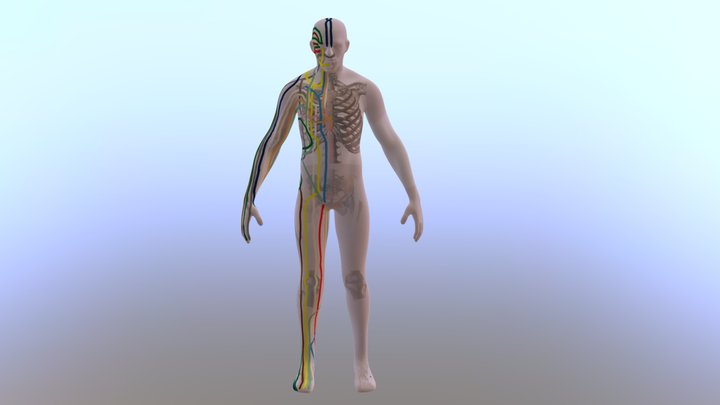 12 Meridians according to Masunaga 3D Model