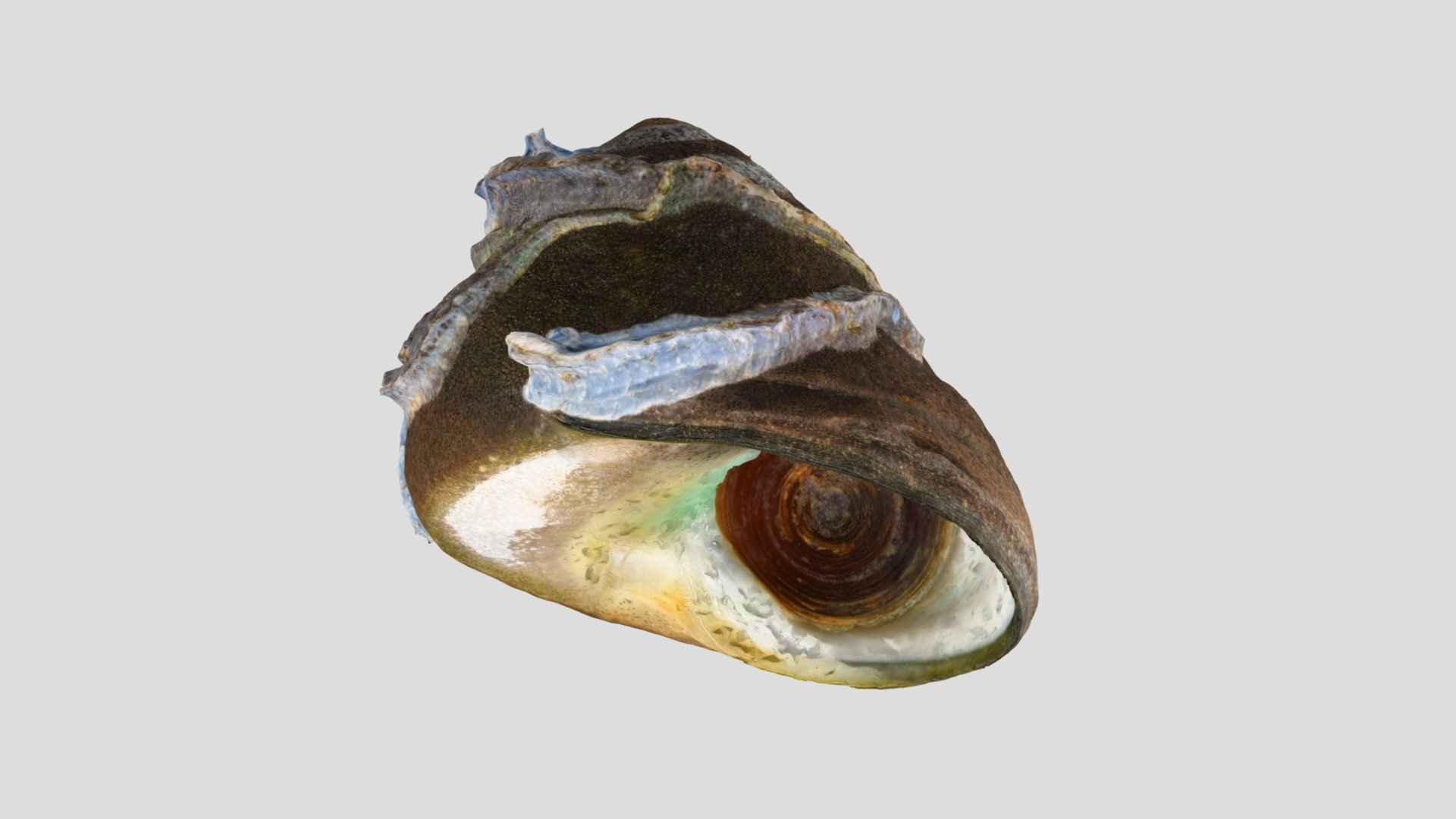 クマノコガイ？ Tegula xanthostigma