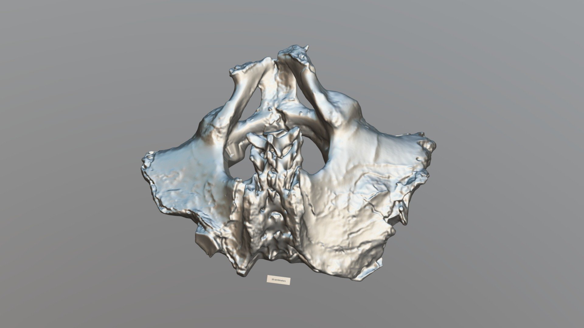 Mastodon Pelvis (VCU_3D_3939) - 3D model by Virtual Curation Lab ...