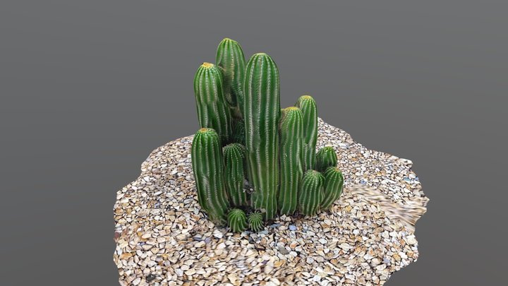 Cactus [Day 16] 3D Model