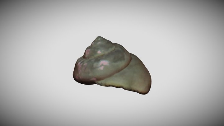 Gibbule mage - Île Molène 3D Model