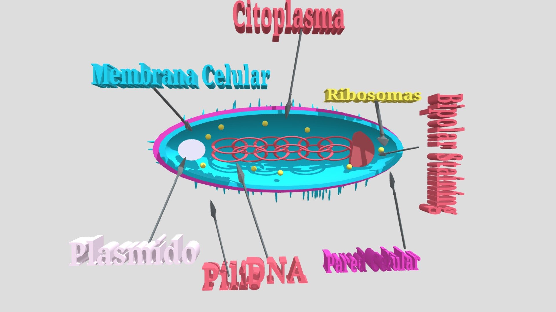 microughs_pasteurellamultocida_vcb_gcl_agr_v1