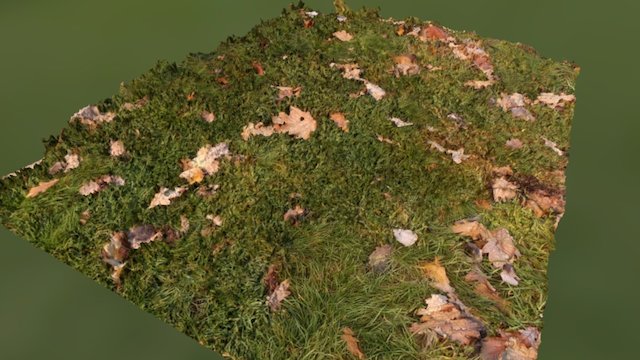 Grass with autumn leaves 3D Model