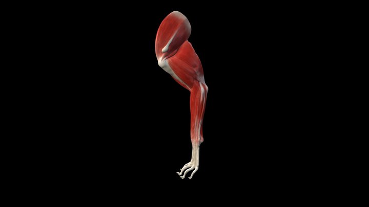 canine thoracic limb 3D Model