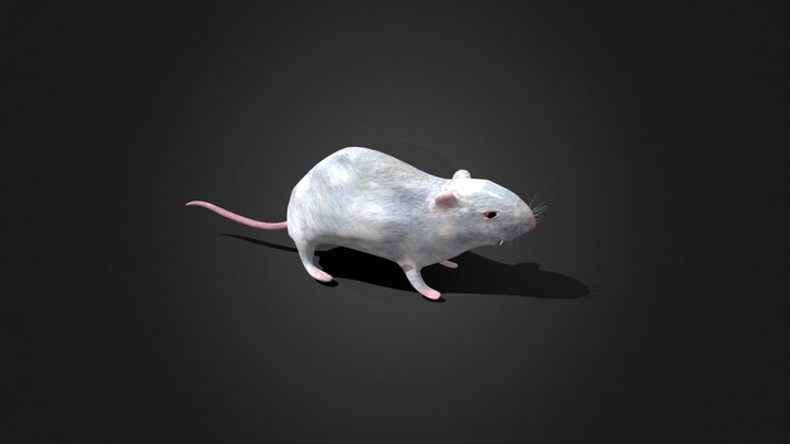 Rat 3D Model