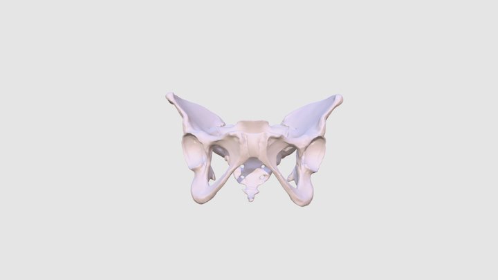 Human Female Pelvis 3D Model