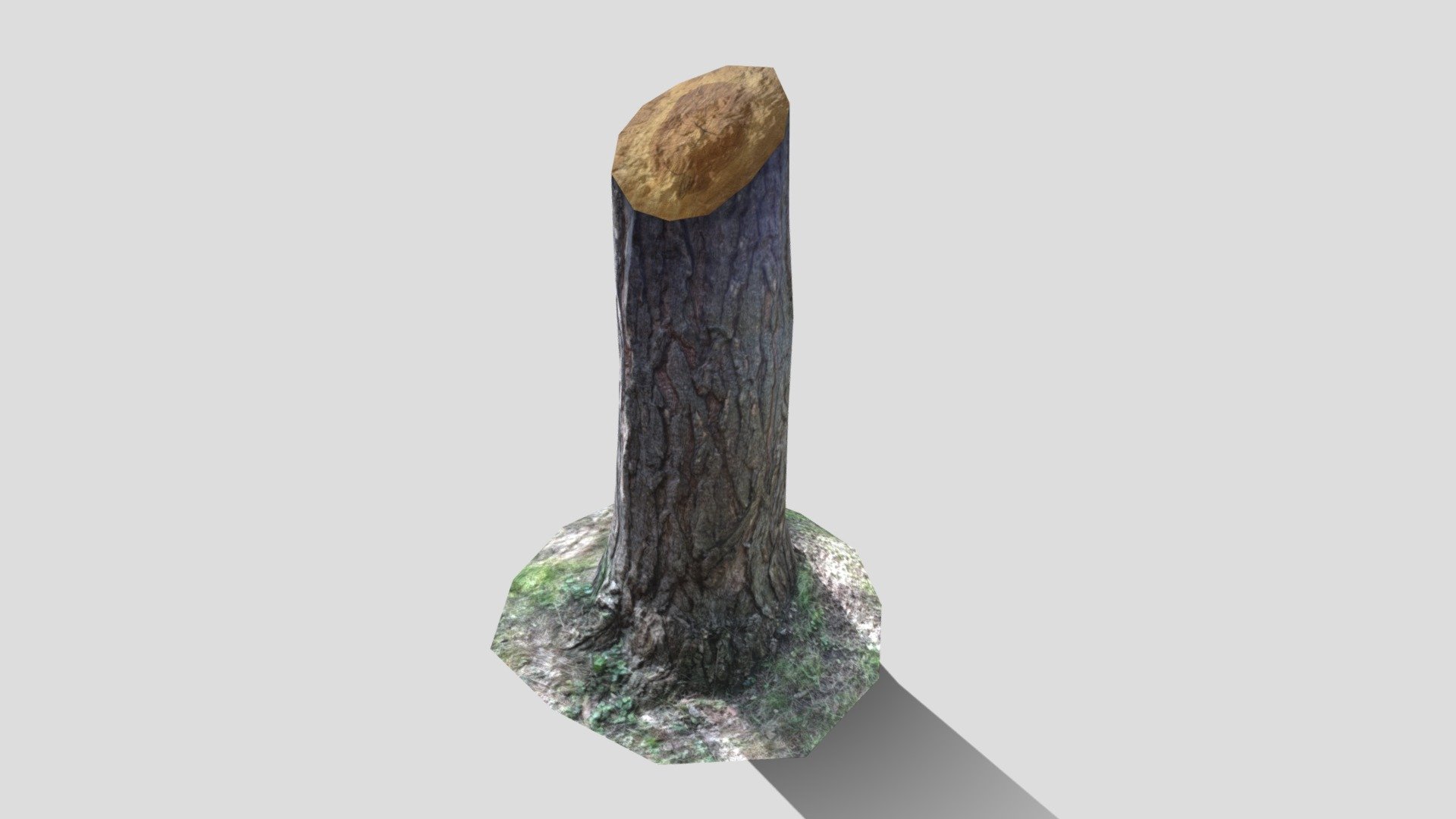 Freshly Cut Tree Stump - Download Free 3D model by PionX [8477aea ...
