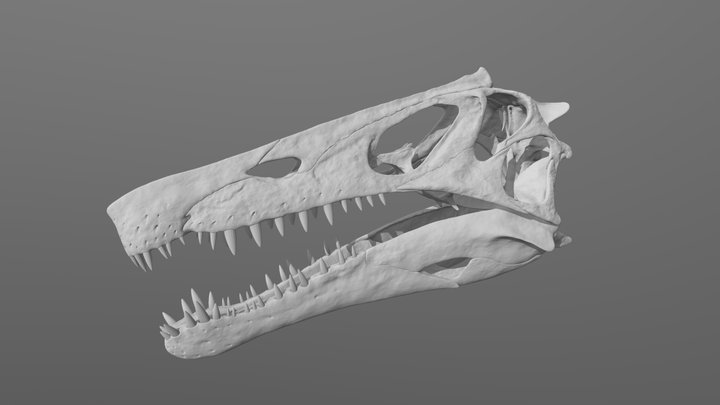 Irritator Skull (unfinished) 3D Model