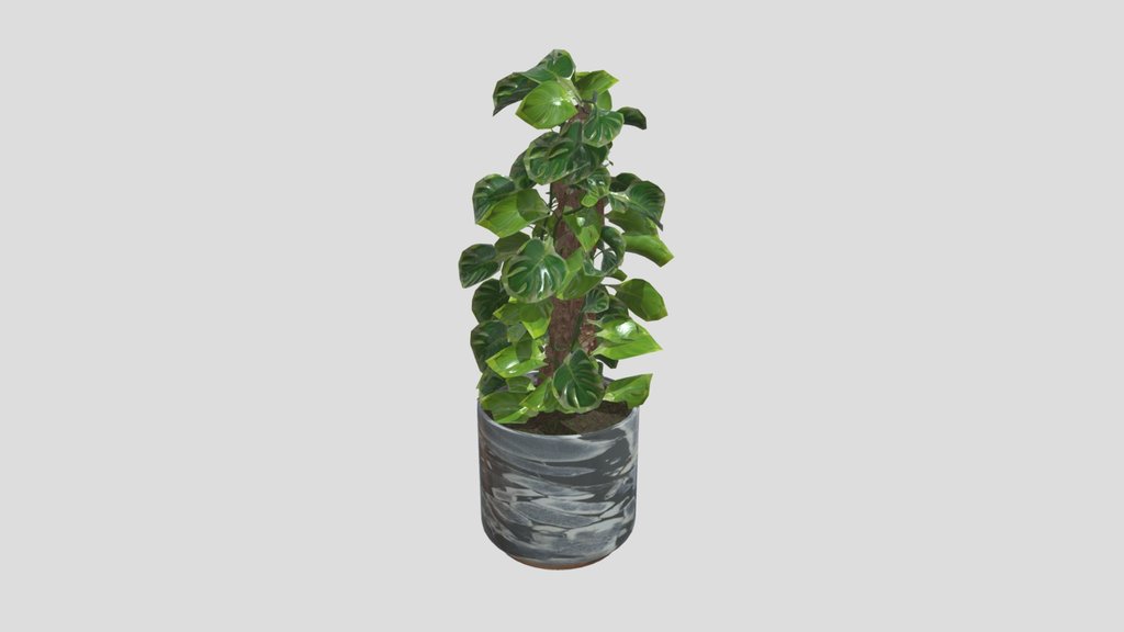 Split Leaf Wonder