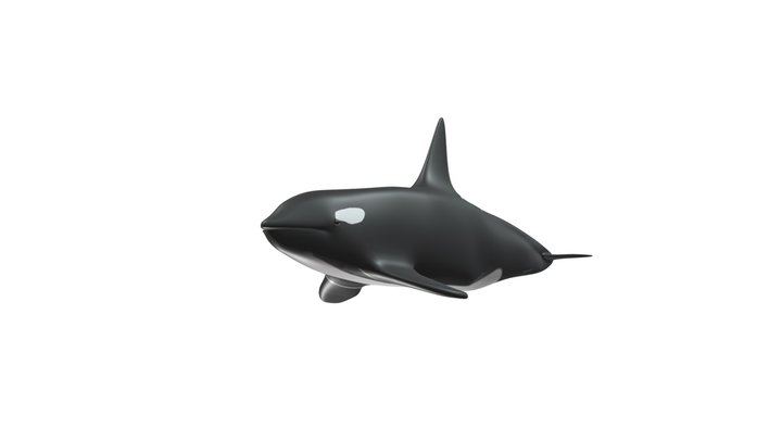 Orca 3D Model