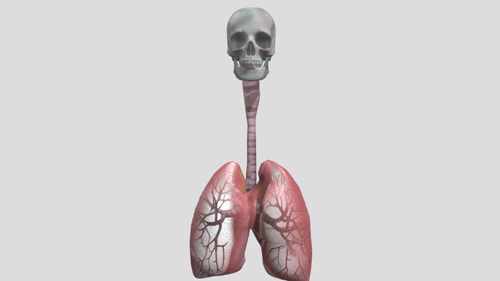 Sistem Pernafasan Manusia 3D Model