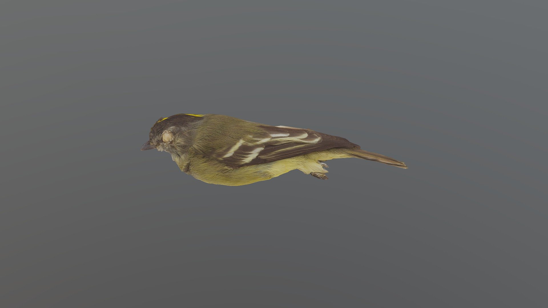 Yellow-crowned Tyrannulet - Tyrannulus elatus