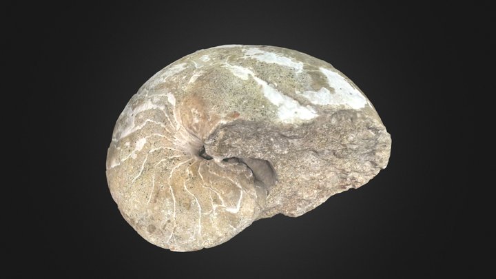 Fossile Nautile – Modèle 3D gratuit STL