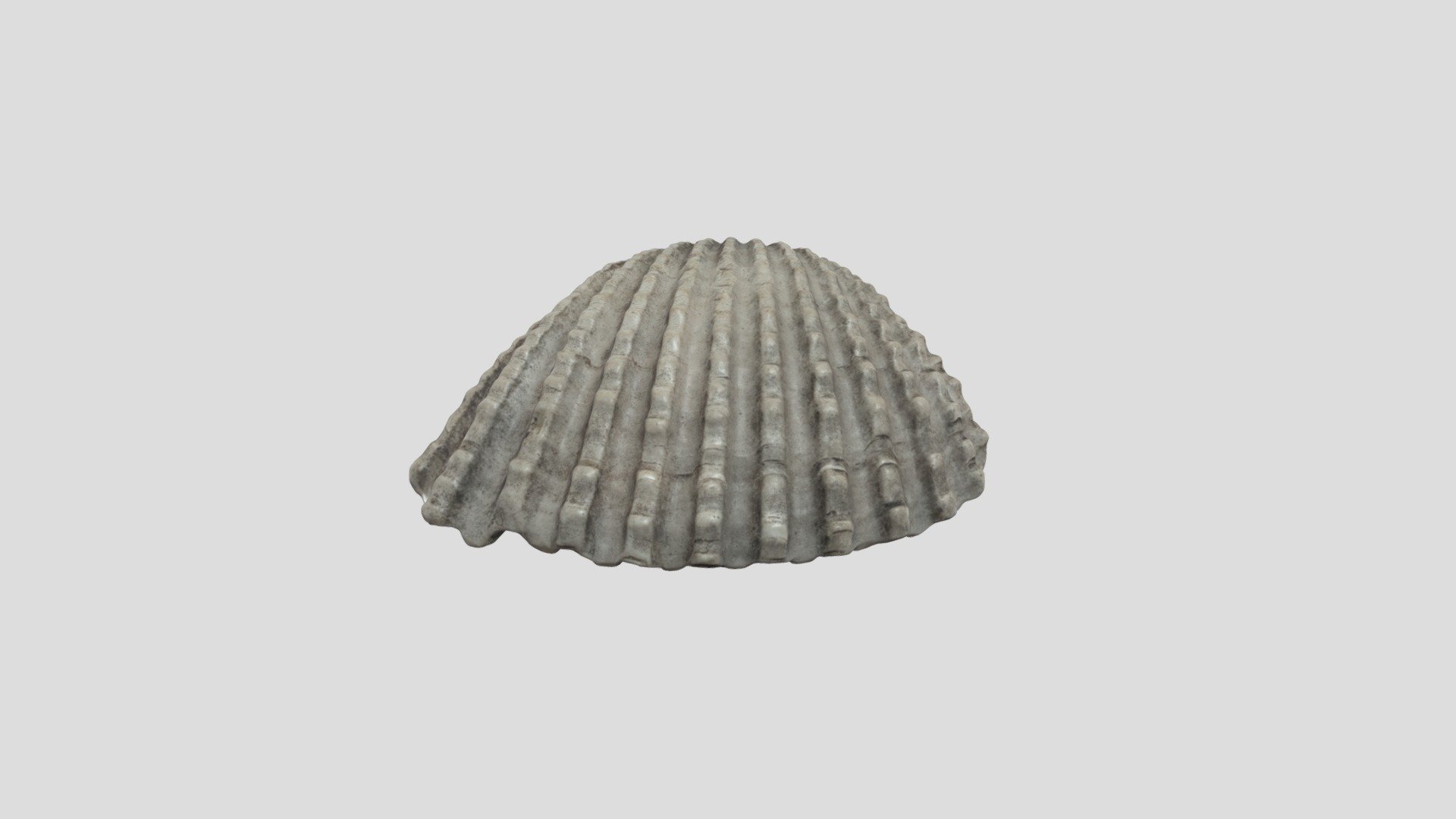 Andara granosa model 1