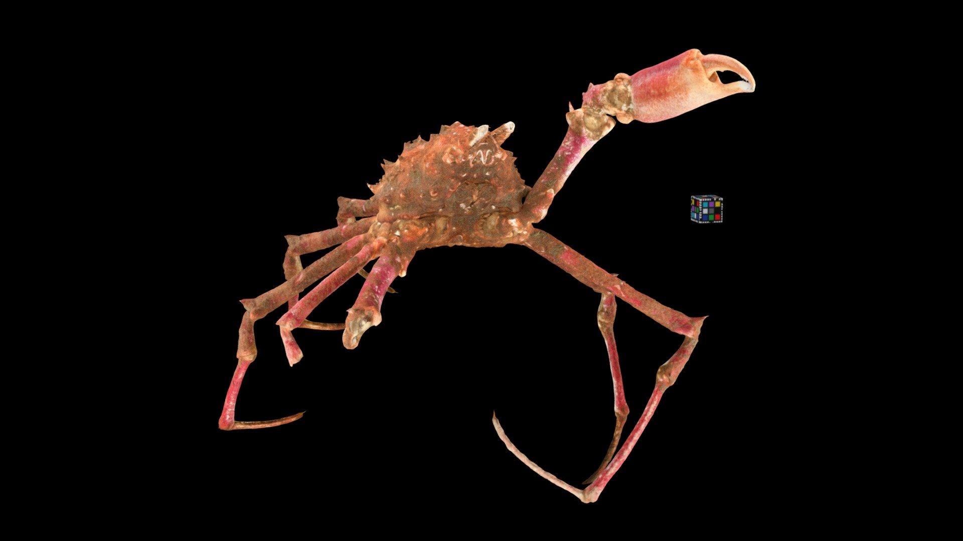 エダツノガニ Spider Crab, Naxioides robillardi