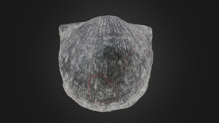 Brachiopod: Strophodonta demissa (PRI 70765) – Gratis 3D-model STL