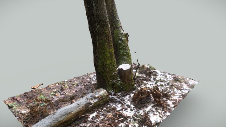 Free forest tree bark 3D Model