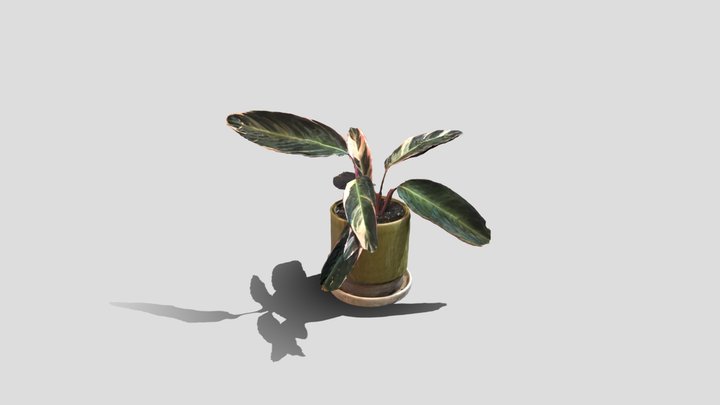 Decorative Plant Calathea Triostar 3D Model
