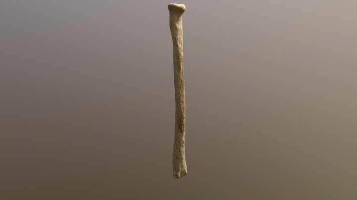 arm bone 3D Model