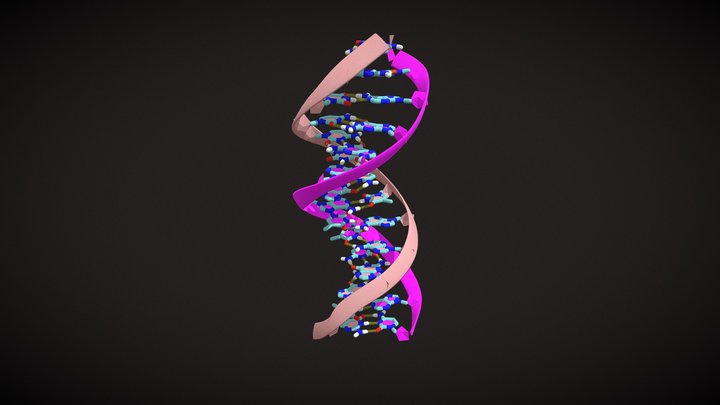B-DNA ribbon (backbone) + sticks (bases) 3D Model