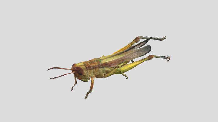 Gesonula punctifrons (Stål, 1861) 3D Model