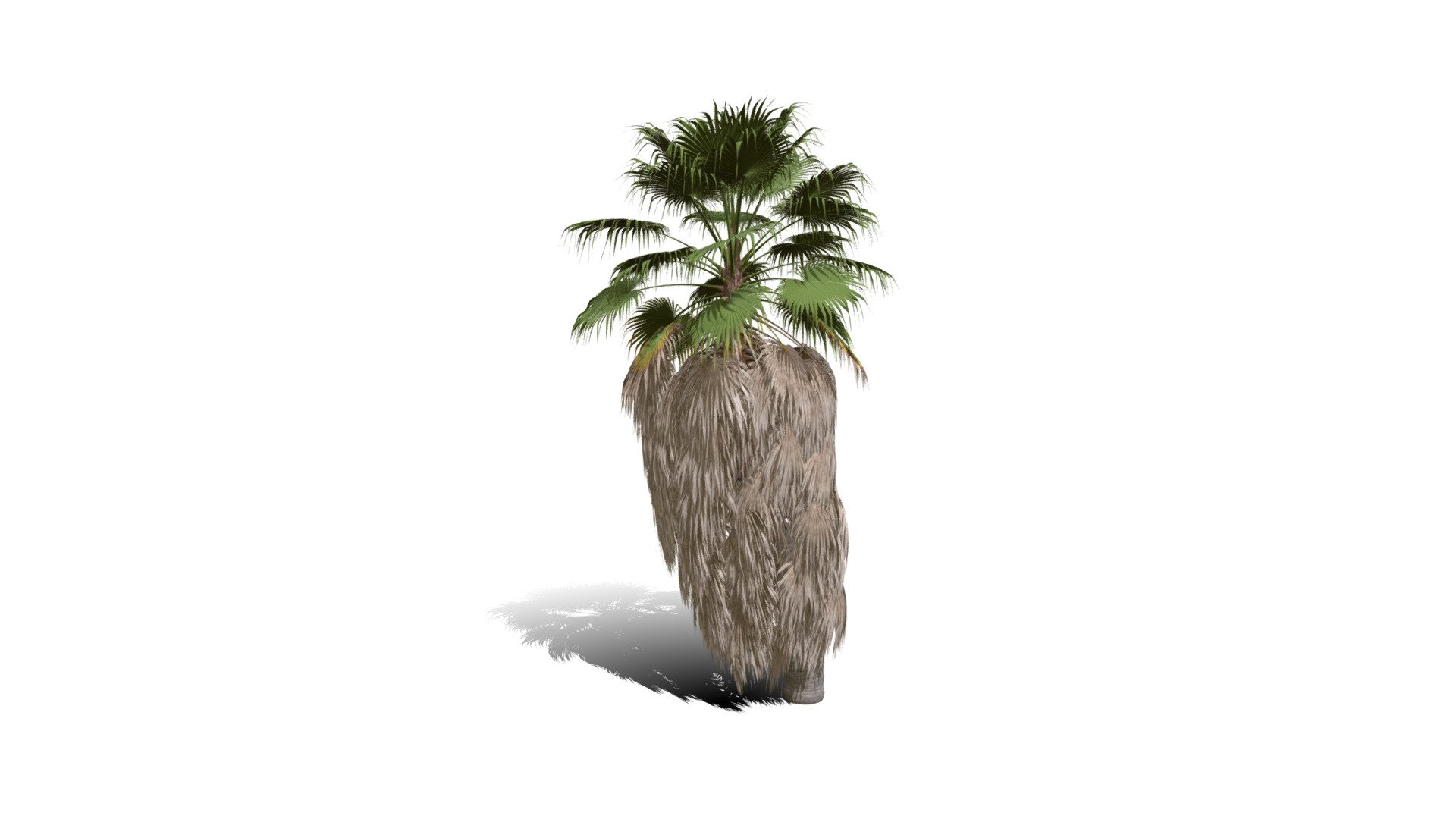 Realistic HD California fan palm (8/25) - Buy Royalty Free 3D model by