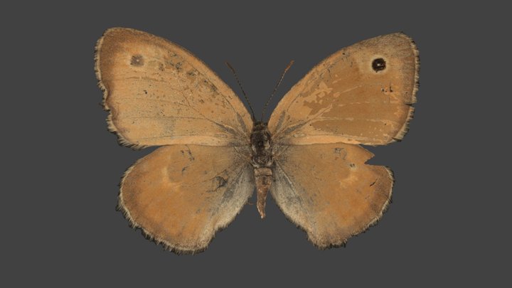 Coenonympha Pamphilus – Modello 3D gratuito STL