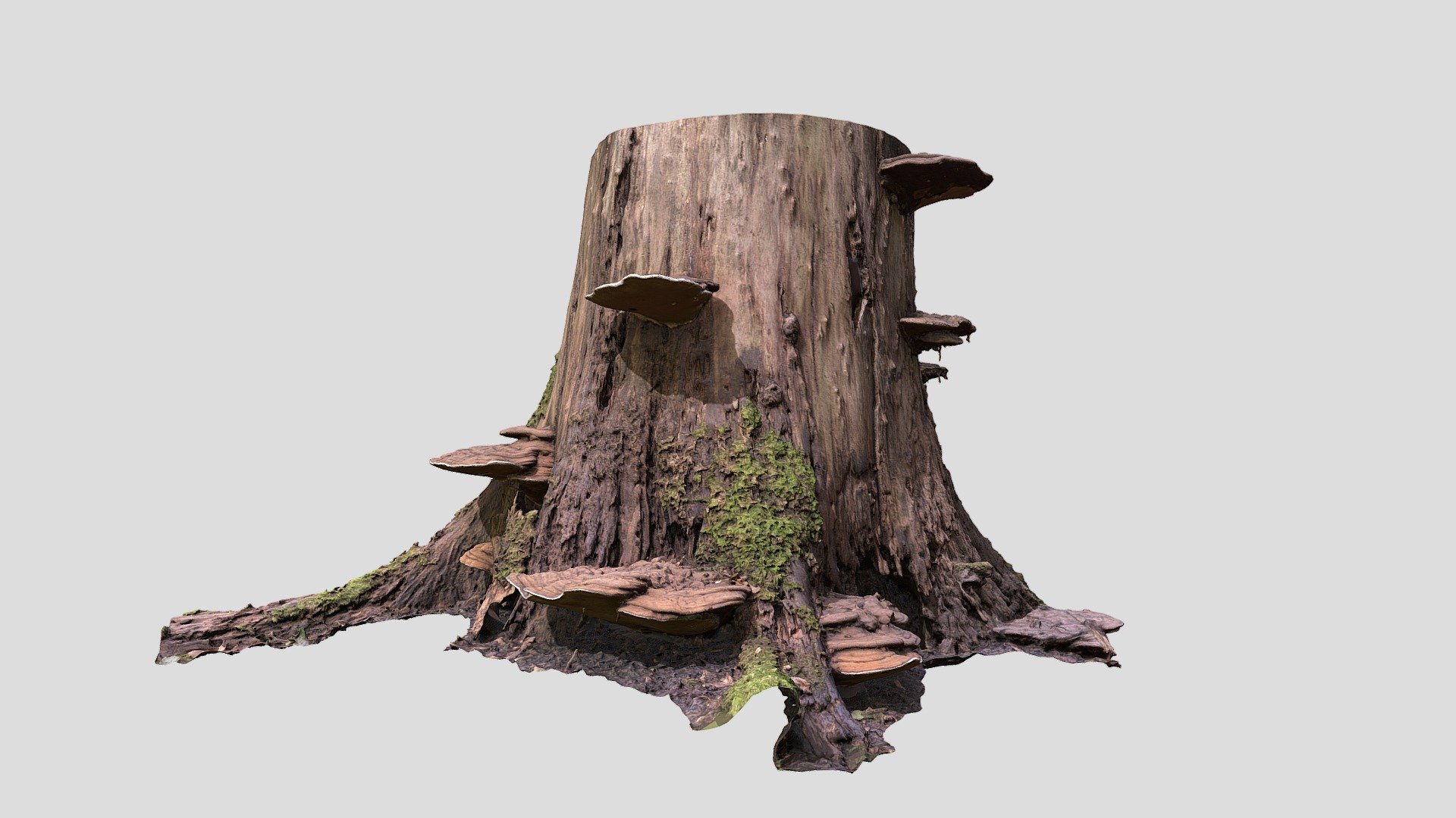 Musroom Tree — Sketchfab embed 3D viewer