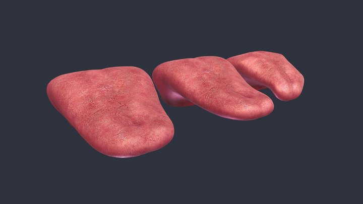 tongue 3 animations 3D Model