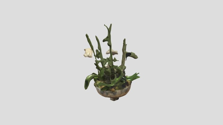 Lily Flower in pot 3D Model