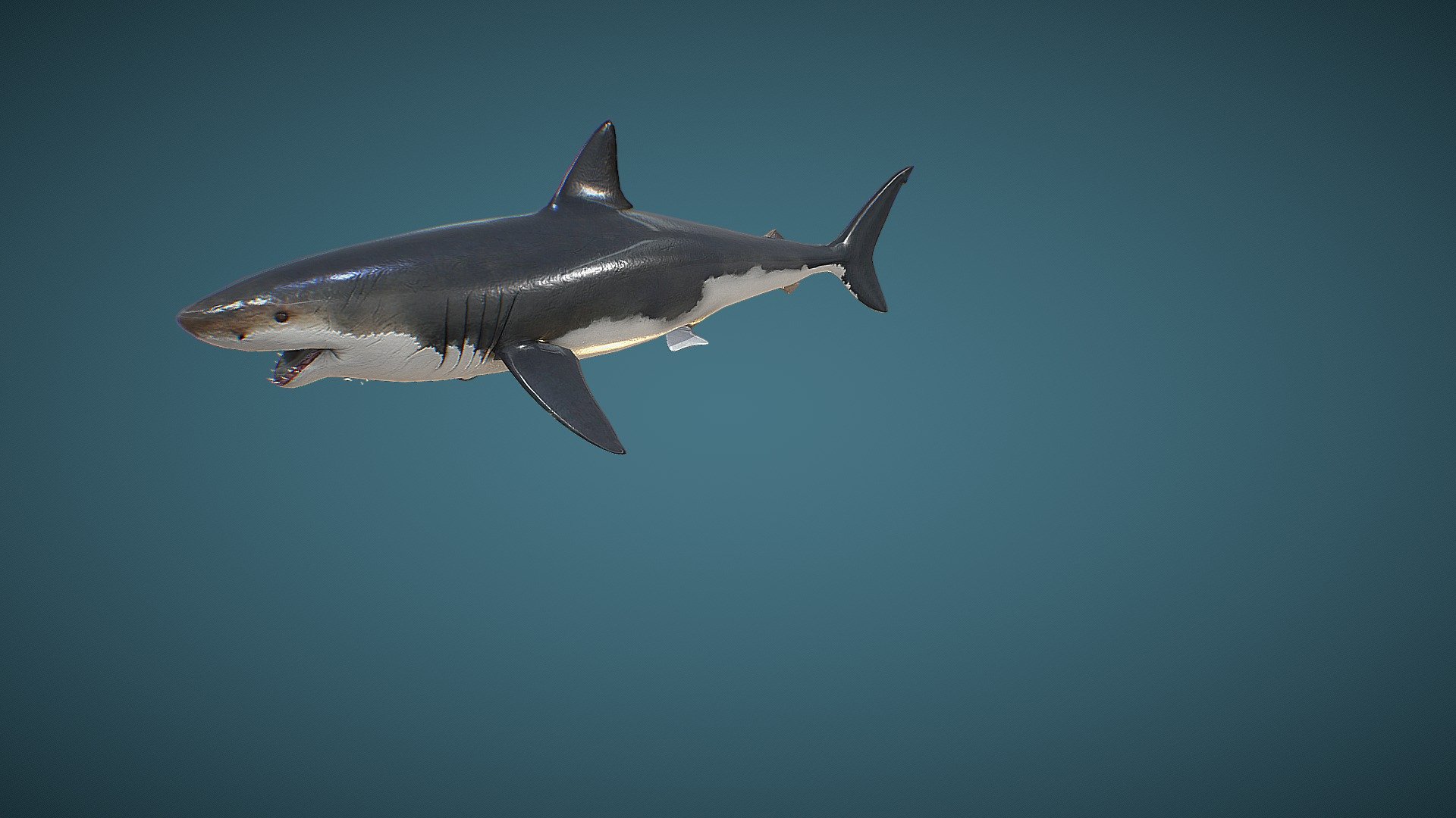 sharks 3d camera