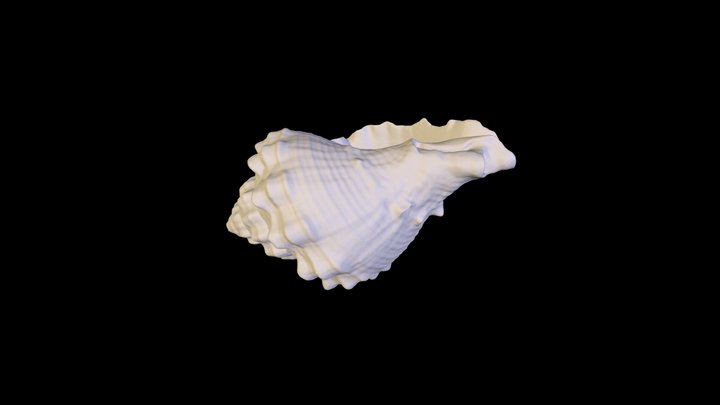 Caribbean Vase Snail shell (Vasum muricatum) 3D Model