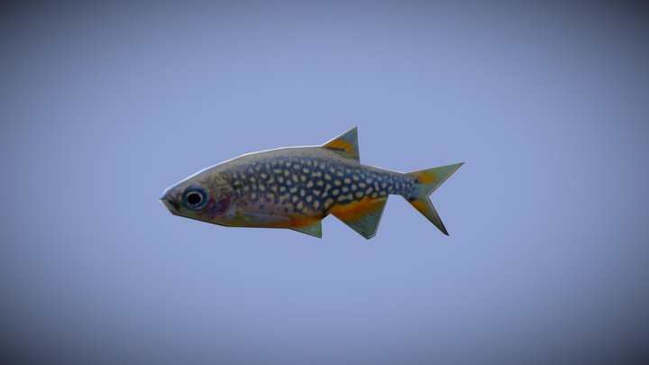 Low Poly Danio Fish 3D Model