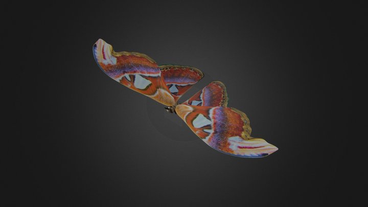 Moth 3D Model