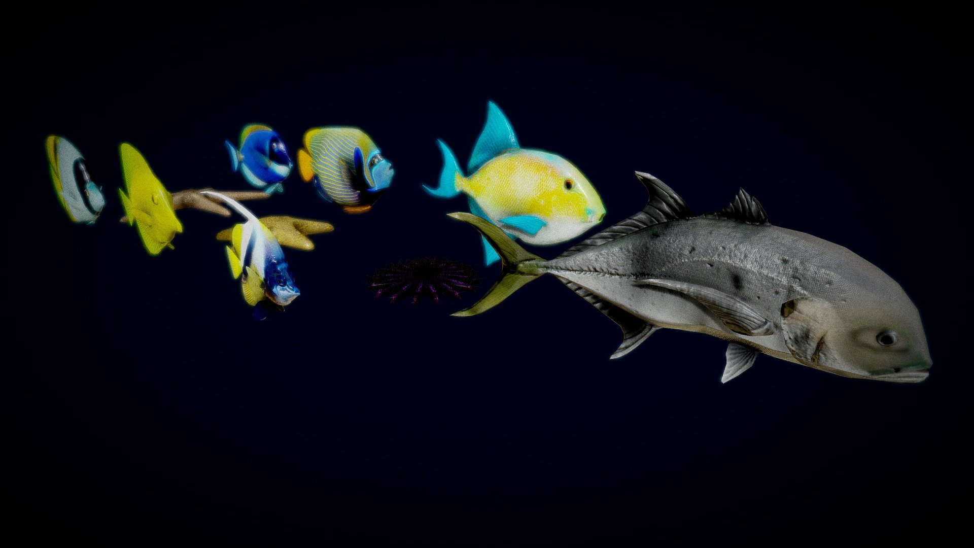 Fish Collection