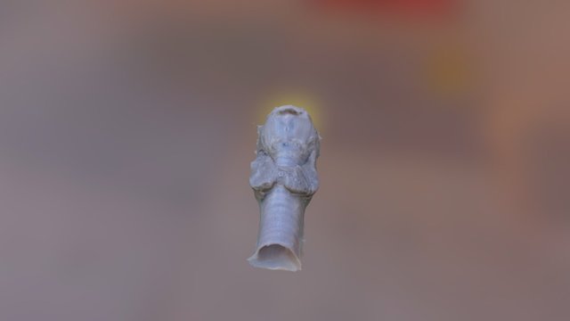 Гортань 3D Model