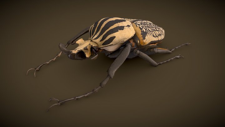 Goliathus Albosignatus beetle 3D Model