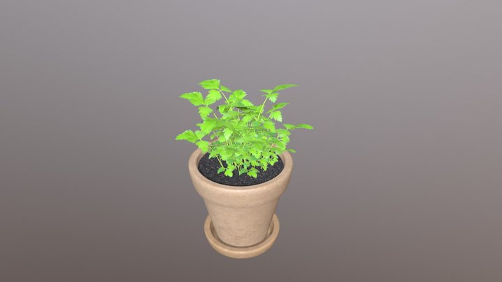 Parsley plant 3D Model