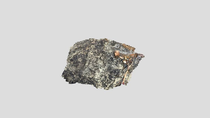 NV4 3D Model
