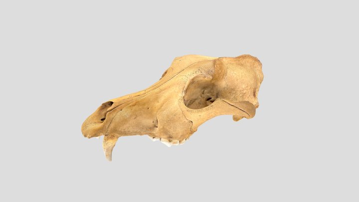 Carrickfergus Museum Large Dog Skull Pre 16th C 3D Model
