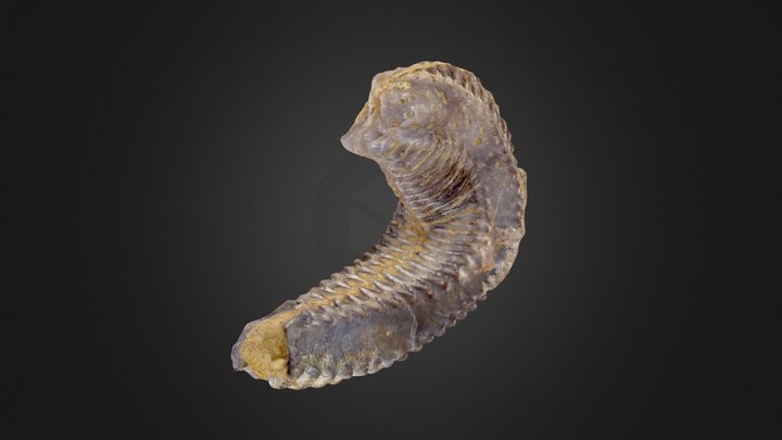 Rastellum carinatum 3D Model