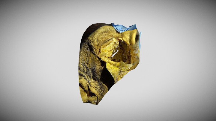 CTT 3D Model