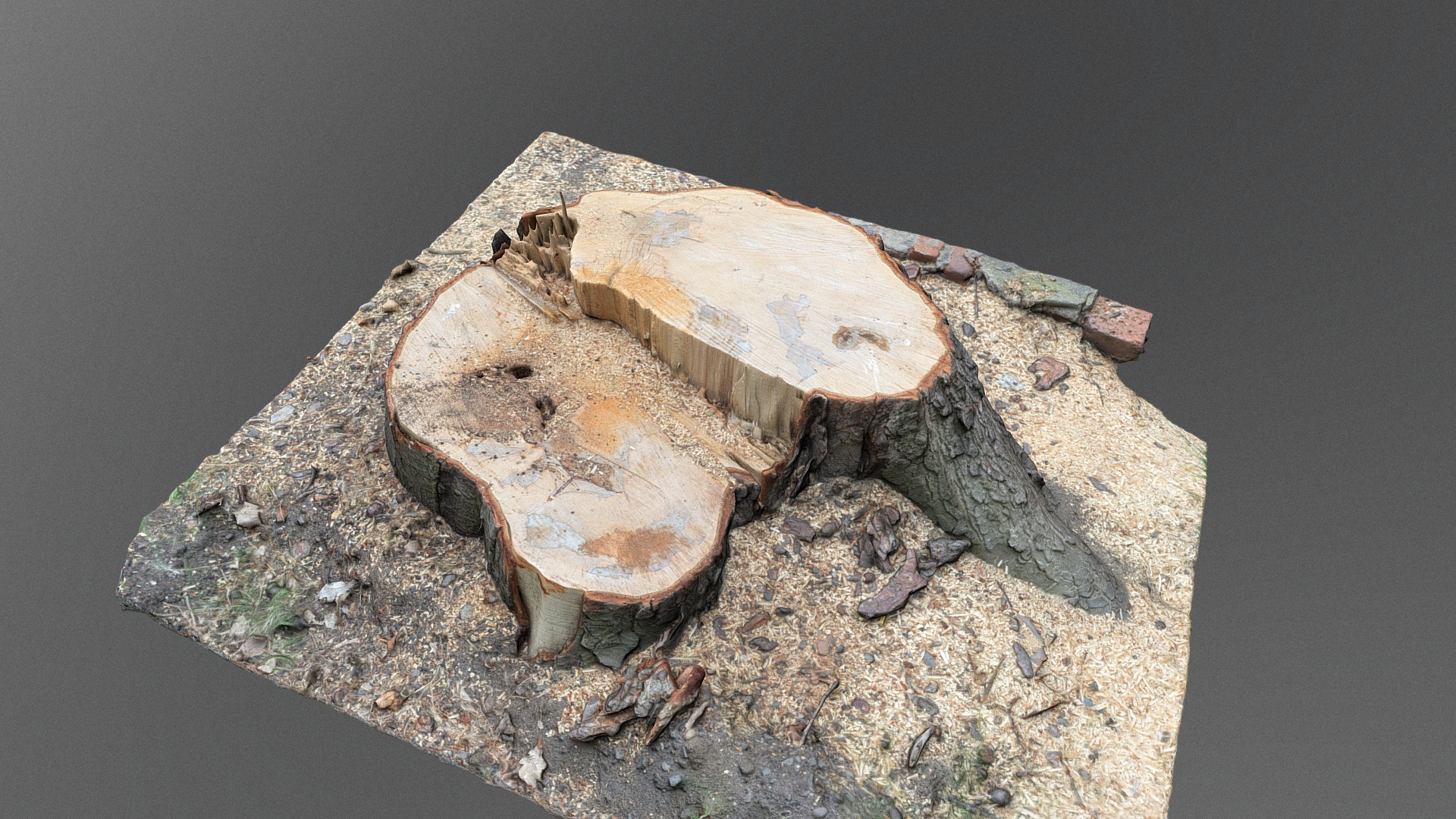 3D model Cut chestnut tree stump - This is a 3D model of the Cut chestnut tree stump. The 3D model is about a group of wood pieces on a rock.