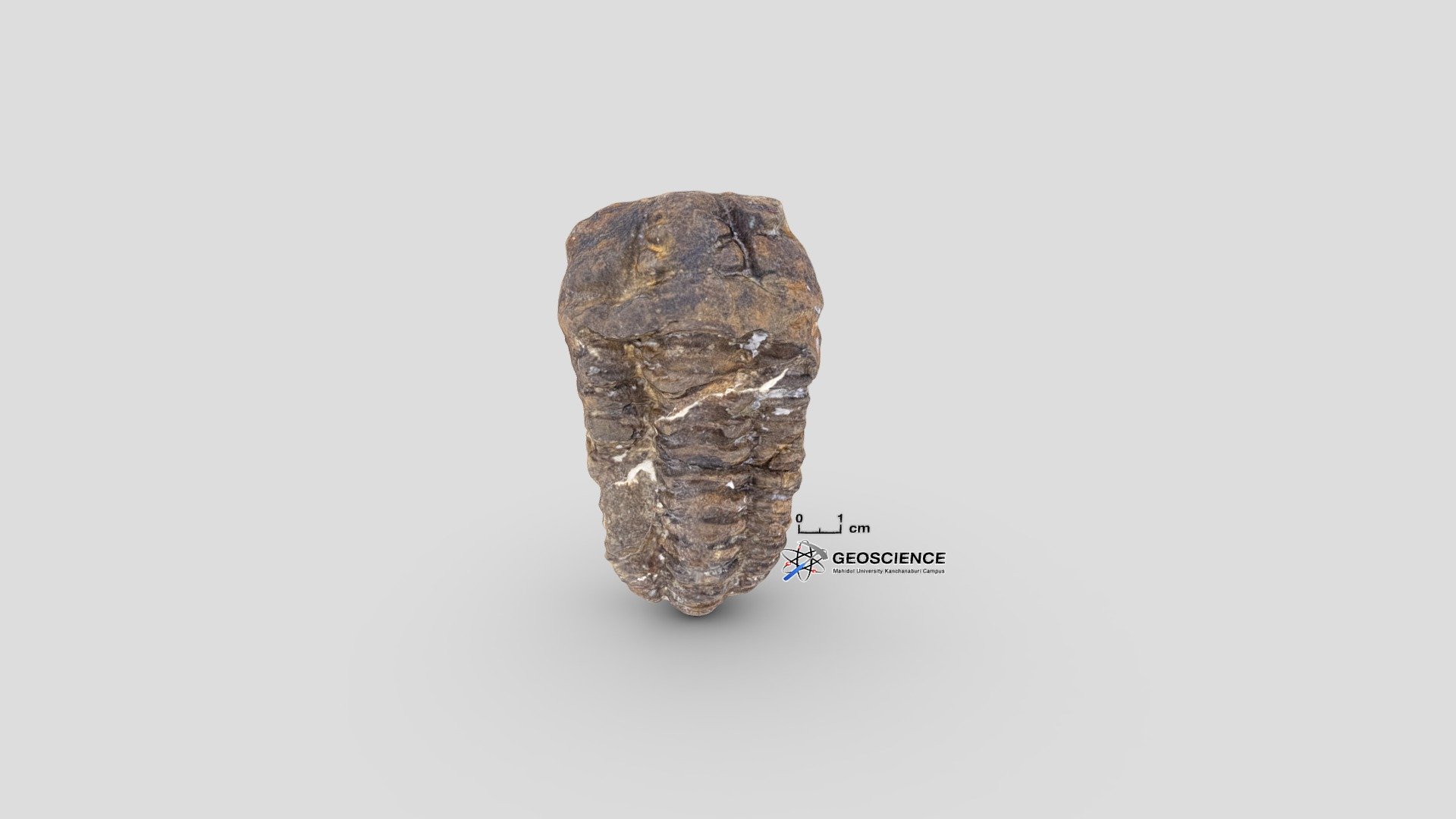 Trilobite
